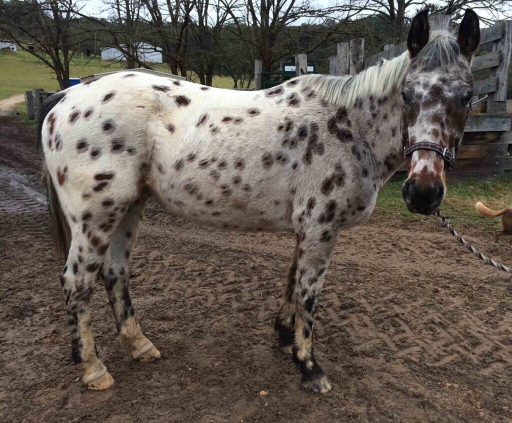 Appaloosa