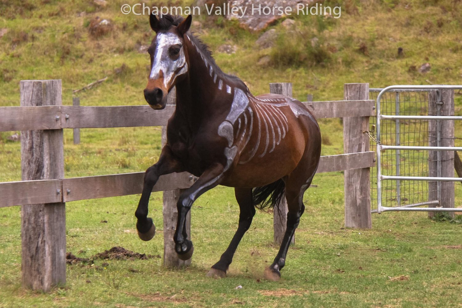 Halloween Horse Skeleton - Best Decorations