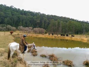 Horse Riding Hunter Valley