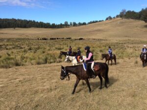 Horses rounding up cattle