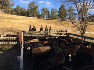 Horseback Cattle muster a success