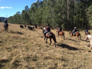 Moving Cattle on the Ranch