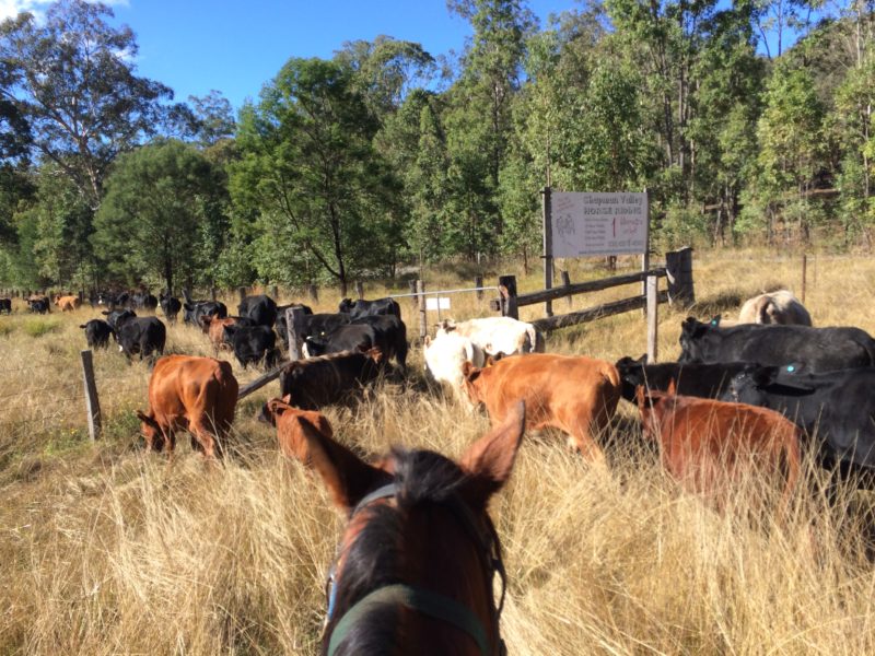 June First Cattle Muster - A huge success!