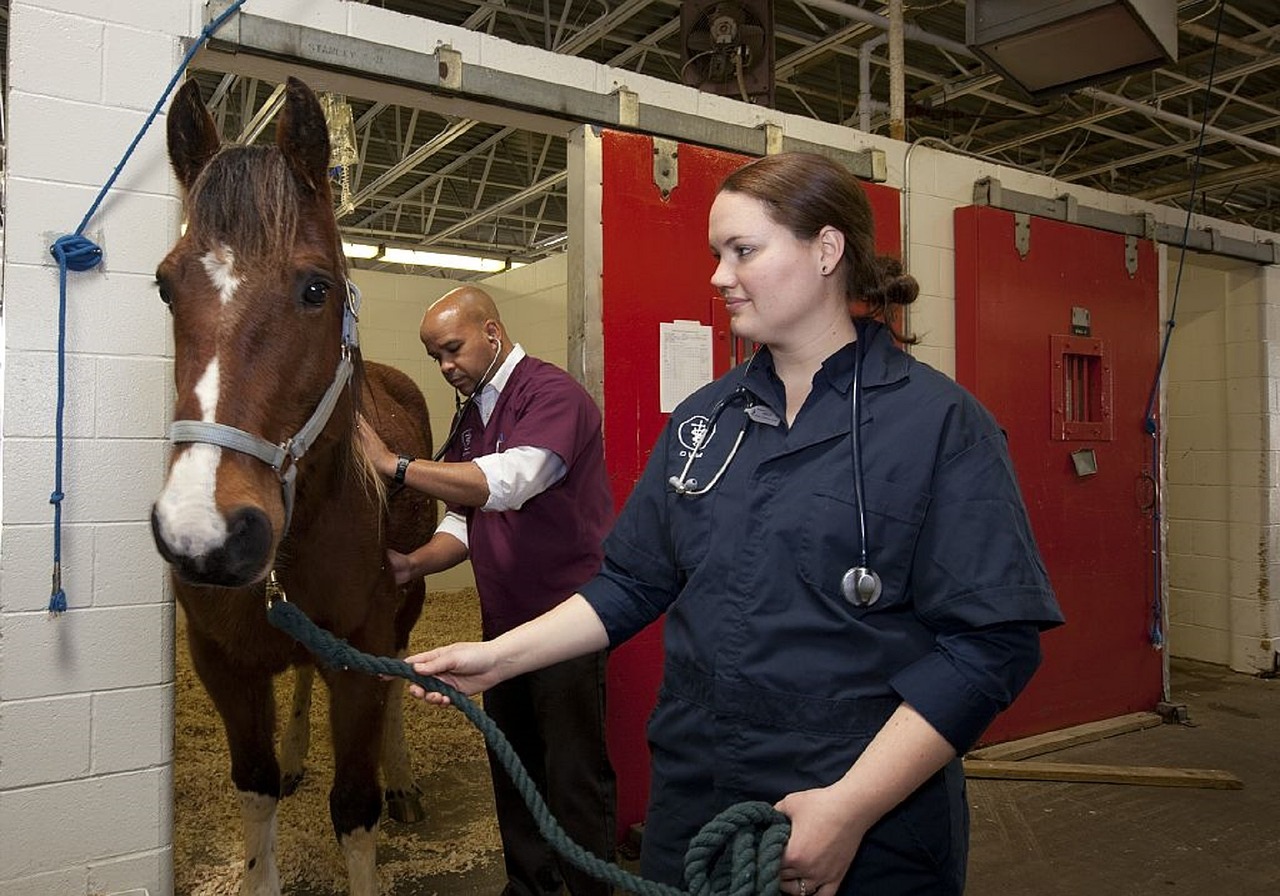 Caring for Older Horses