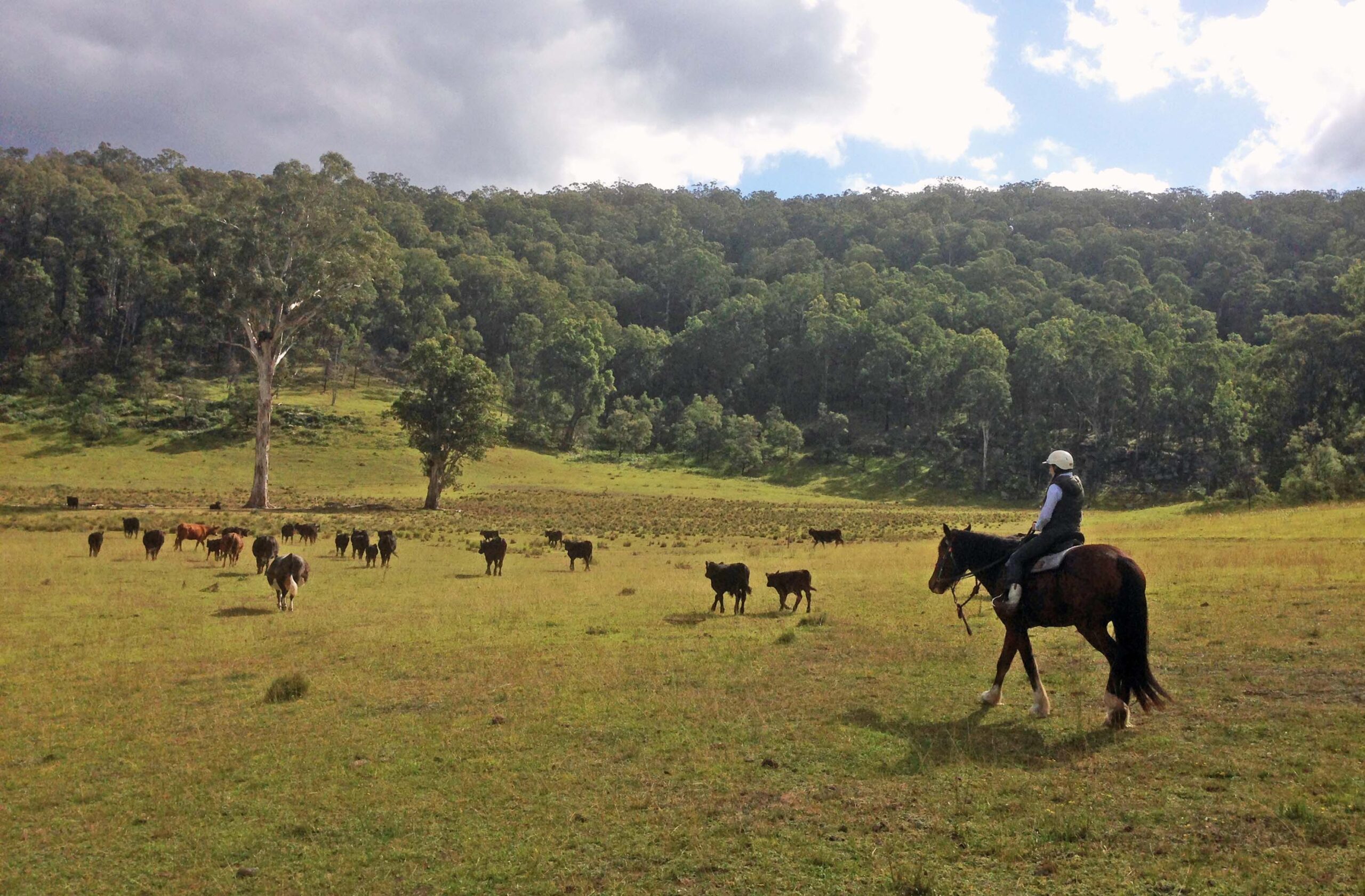 Cattle Mustering